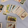 Vintage Red Rose / Blue Ribbon Tea Trading Cards . 2 Complete Sets Ser. #12 & #13 . 350+ Cards