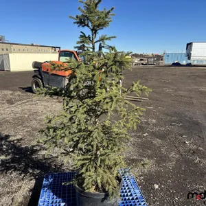 (6) 5' White Spruce Trees (17" Pot)
 UNRESERVED