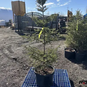 (6) 4' White Spruce Trees (17" Pot)
 UNRESERVED