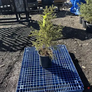 (10) 3' White Spruce Trees (17" Pot)
 UNRESERVED