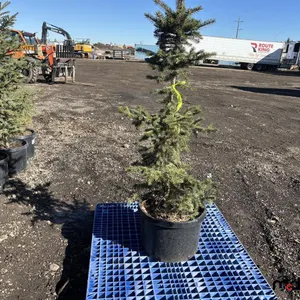 (6) 4' Colorado Spruce Trees (17" Pot)
 UNRESERVED