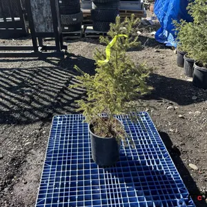 (10) 3' White Spruce Trees (11" Pot)
 UNRESERVED
