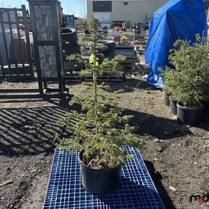 (6) 3'-4' White Spruce Trees (17" Pot)
 UNRESERVED