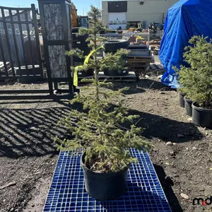 (6) 3'-4' White Spruce Trees (17" Pot)
 UNRESERVED