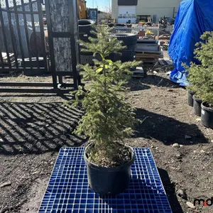 (6) 4' White Spruce Trees (17" Pot)
 UNRESERVED