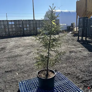 (6) 5' White Spruce Trees (17" Pot)
 UNRESERVED