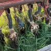 24 Run IH End Wheel Double Disc Drill