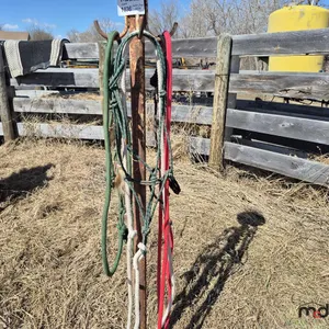 Assorted Halters and Leads
 UNRESERVED