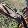 40ft Bourgault 8810 Air Seeder w/ Bourgault 5250 Air Cart, Drill S/N 37763MB-06, Cart S/N 37567AS-01