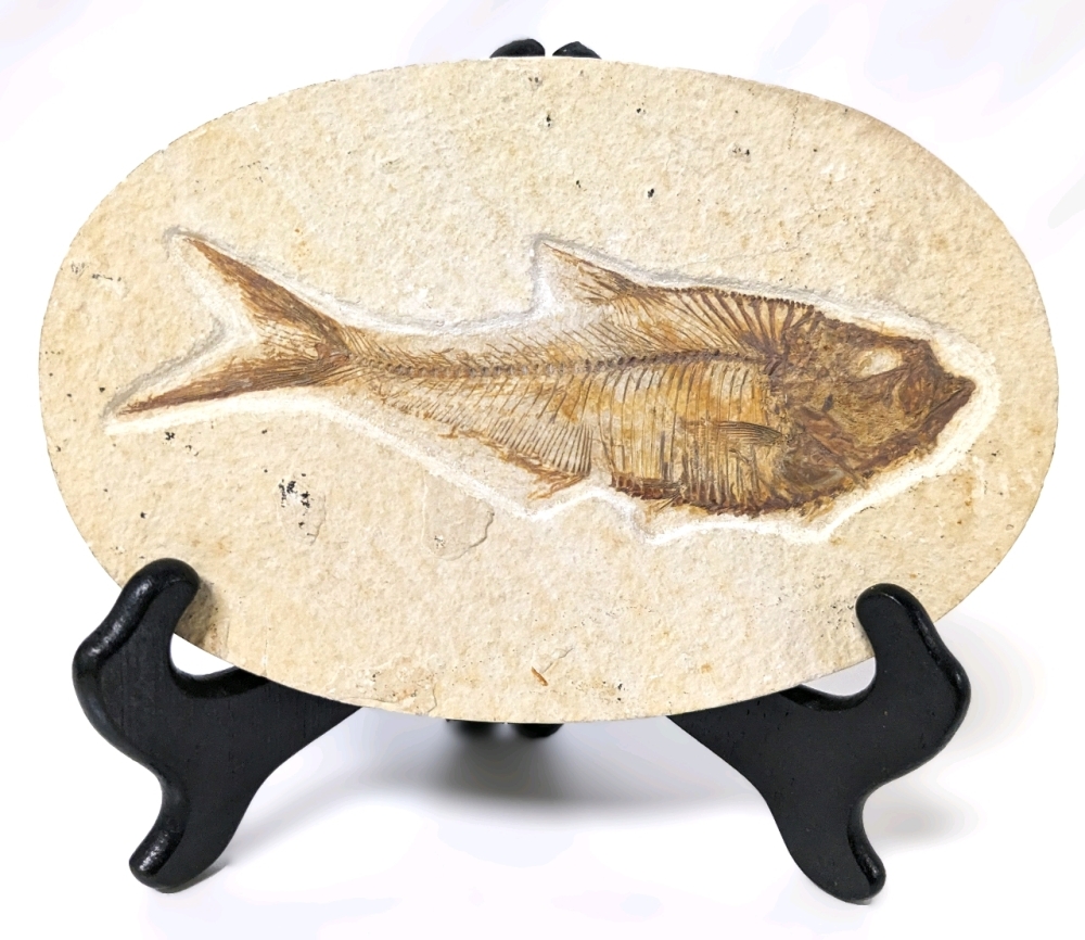 Ancient Fossilized Fish (Possibly Diplomystus) with Display Stand | Fish measures 6.25" Long / Rock measures 7.25" x 4 75" x 0.5" Thick