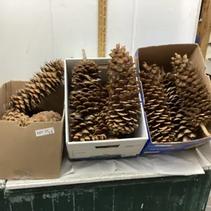 3 BOXES OF JUMBO PINE CONES