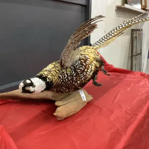 EXOTIC PHEASANT MOUNT