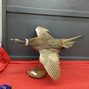 TAXIDERMY PHEASANT ON WOOD STAND