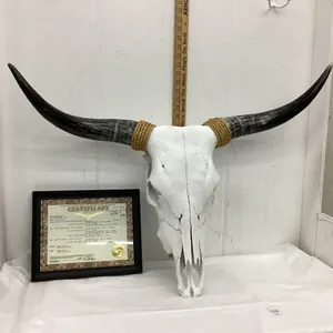 “BON’S LICORICE” LONGHORN SKULL W/ CERTIFICATE