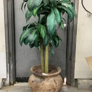 ARTIFICIAL CORN PLANT IN POTTERY BASE
