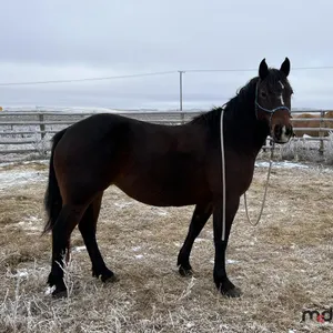9-Year Old Percheron Cross Breed Horse
 UNRESERVED