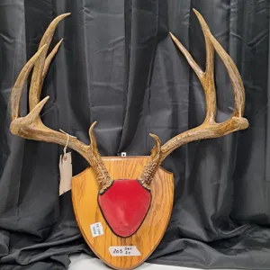 "deer antler mount" 1968 resident deer seal (48860)