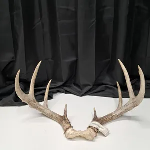 " white tailed deer set of antlers" antler head seal (2010)