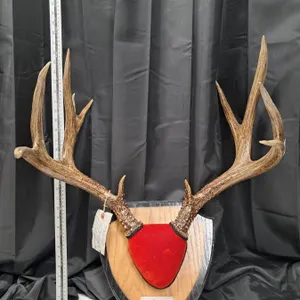 " dear rack mount" 1966 resident deer seal (45277)