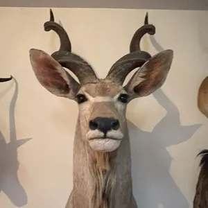GREATER KUDU SHOULDER MOUNT