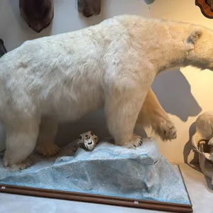 FULL BODY TAXIDERMY POLAR BEAR WITH POLAR BEAR SKULL WITH PAPERWORK