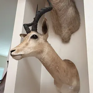 AFRICAN IMPALA TAXIDERMY SHOULDER MOUNT