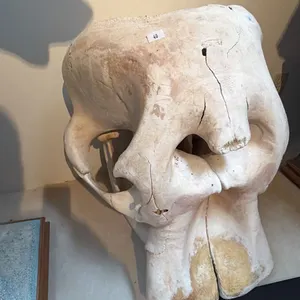 ELEPHANT SKULL WITH PAPERWORK