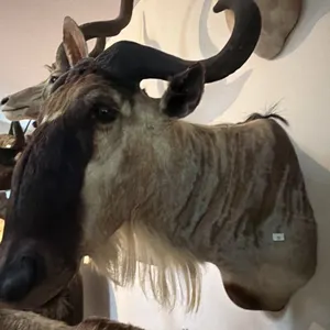 AFRICAN BLUE WILDEBEEST HEAD MOUNT