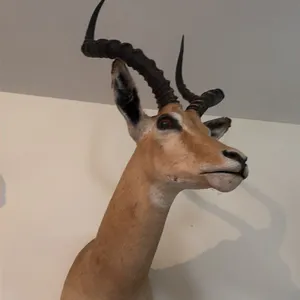AFRICAN SHOULDER MOUNT OF A IMPALA
