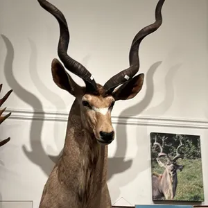 TAXIDERMIED KUDU HEAD MOUNT