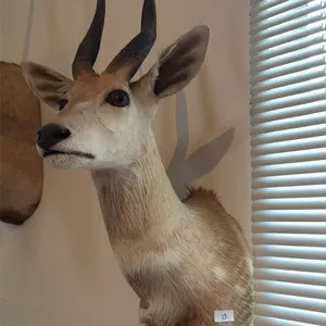 TAXIDERMY SHOULDER MOUNT OF A SPRINGBOK ANTELOPE