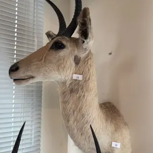 AFRICAN SOUTHERN REEDBUCK SHOULDER MOUNT