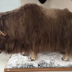 TAXIDERMY, FULL BODY MOUNT MUSK OX