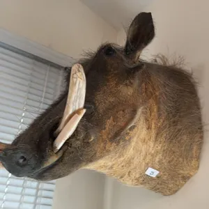 WARTHOG TAXIDERMY SHOULDER MOUNT