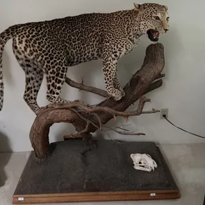 TAXIDERMY, FULL BODY MOUNT LEOPARD WITH SKULL WITH PAPERWORK