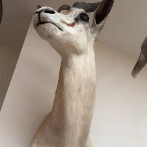 AFRICAN SPRINGBOK ANTELOPE TAXIDERMY SHOULDER MOUNT