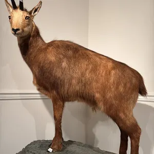 TAXIDERMIED FULL BODY CHAMOIS MOUNT