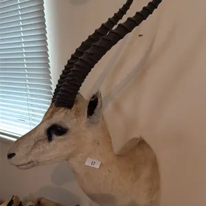 GRANT'S GAZELLE SHOULDER MOUNT