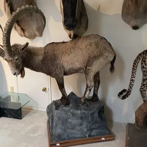 FULL BODY TAXIDERMY IBEX