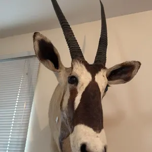 SOUTH AFRICAN ORYX - GEMSBOK SHOULDER MOUNT