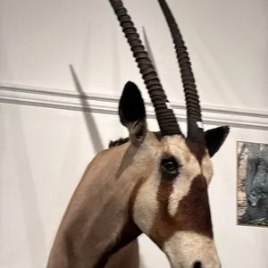 TAXIDERMIED ORYX HEAD MOUNT