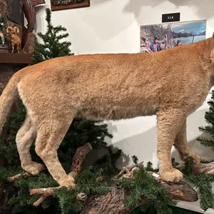 TAXIDERMIED FULL BODY COUGAR MOUNT WITH PAPERWORK