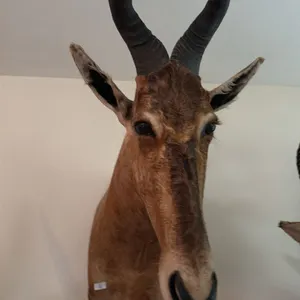 AFRICAN RED HARTEBEEST