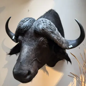 AFRICAN CAPE BUFFALO SHOULDER MOUNT