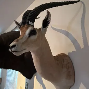 AFRICAN GRANT'S GAZELLE HEAD MOUNT
