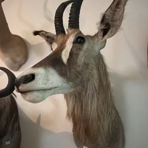 AFRICAN RED HARTEBEEST TAXIDERMY SHOULDER MOUNT