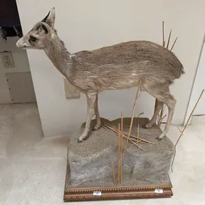 TAXIDERMY FULL MOUNT OF A  DIK DIK