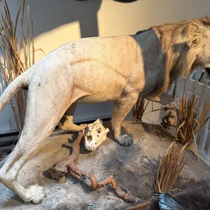 FULL BODY TAXIDERMY LION ON STAND WITH LION SKULL