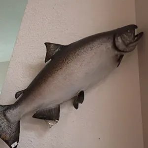 TAXIDERMY SALMON