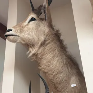 TAXIDERMY SHOULDER MOUNT REEDBUCK
